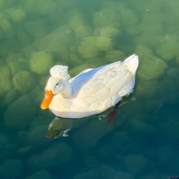 Meet your Posher, Yui - Picture 1 of 1